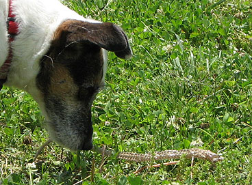 dog with snake skin