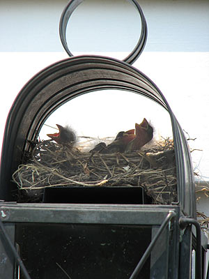 house finch nest